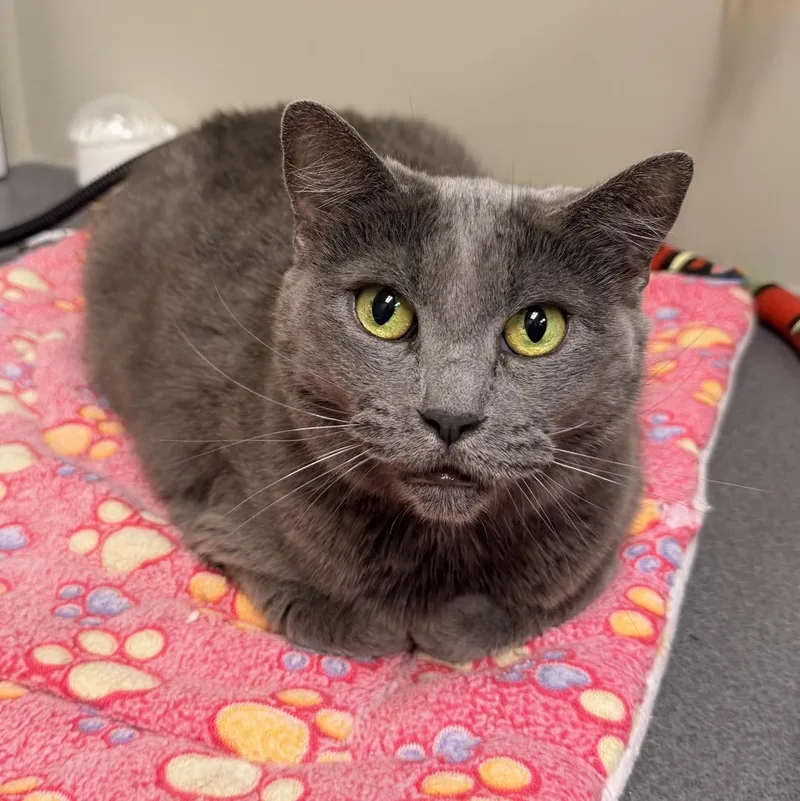 An adult medium-sized female Gray / Blue / Silver Domestic Short Hair cat named Jobey for adoption in Fishers, IN