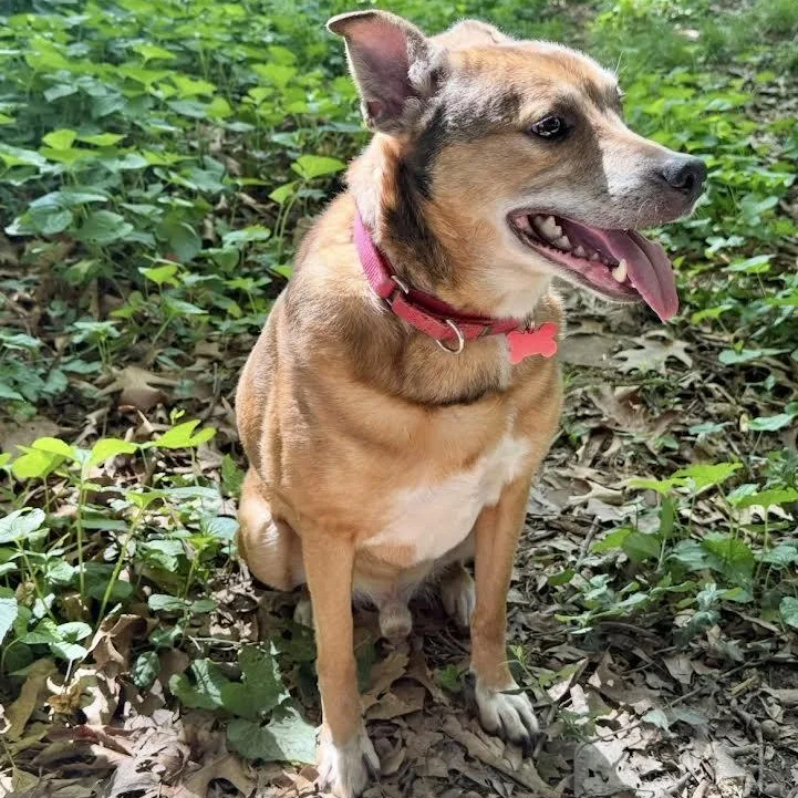 A senior medium-sized male German Shepherd Dog dog named Ireland for adoption in Springfield, MO