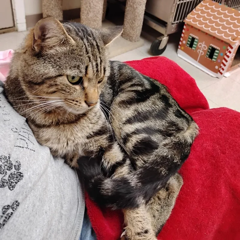 An adult medium-sized male Tabby (Tiger Striped) Domestic Short Hair cat named Elliott for adoption in Dillsburg, PA