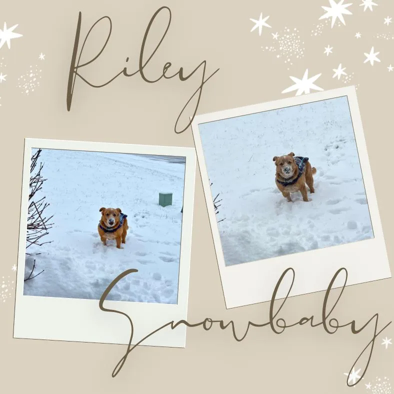 A senior medium-sized male Brown / Chocolate Cardigan Welsh Corgi dog named Riley for adoption in West Palm Beach, FL