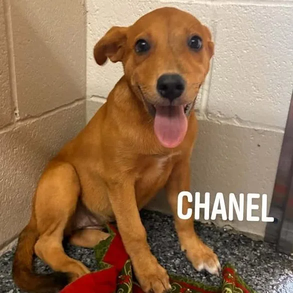A baby small-sized female Yellow / Tan / Blond / Fawn Plott Hound dog named Chanel for adoption in Buchanan Dam, TX