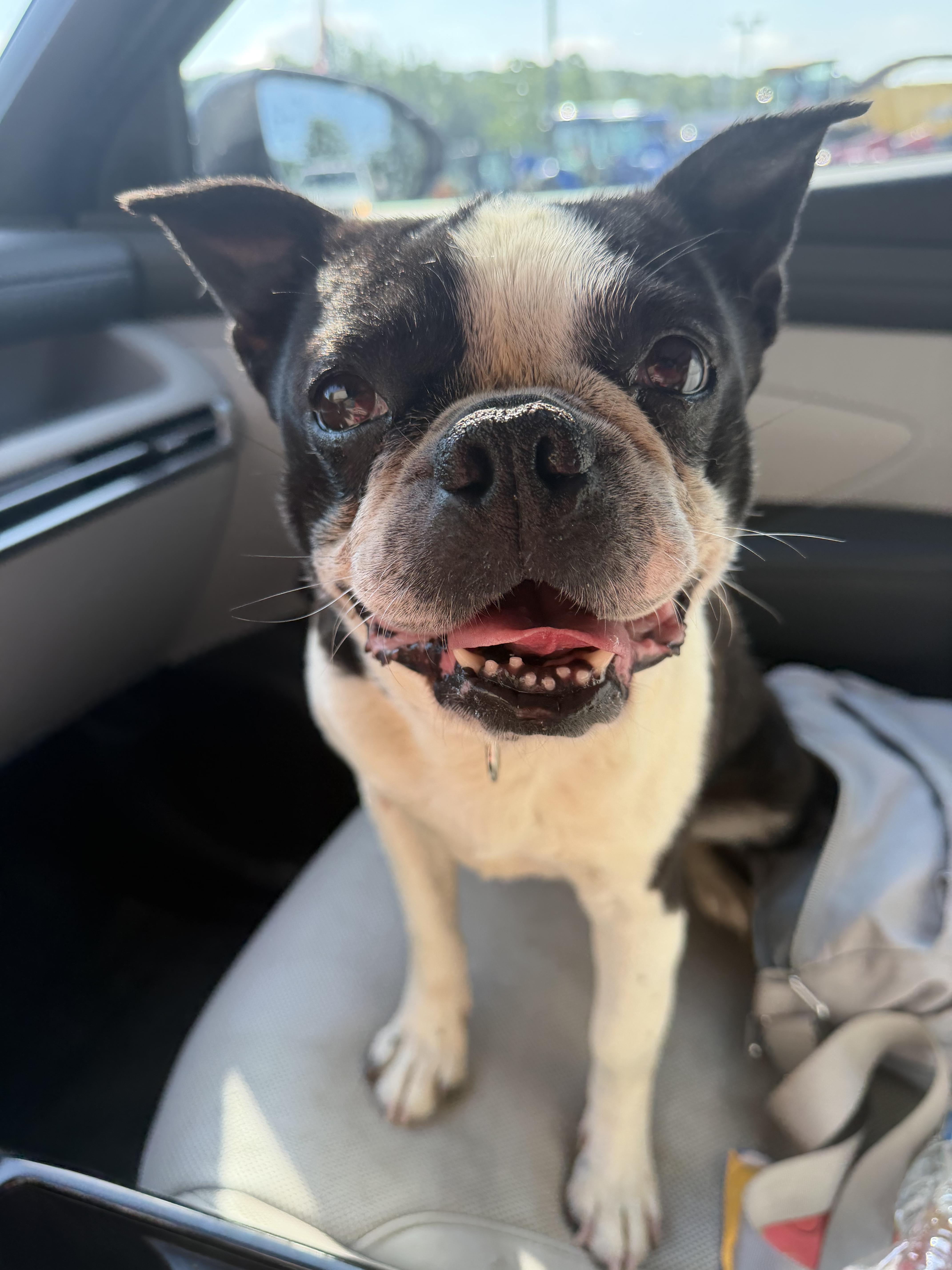 An adult small-sized male Boston Terrier dog named Oreo for adoption in Greenwich, NY