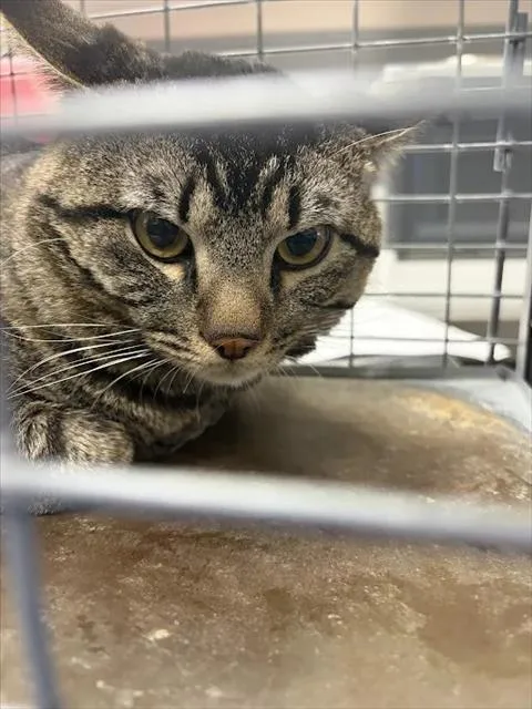 A young small-sized male Domestic Short Hair cat named Winks for adoption in Las Vegas, NV