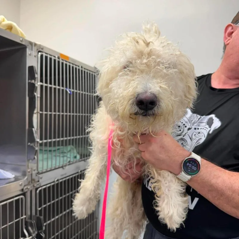 An adult medium-sized male White / Cream Mixed Breed dog named Hobbes for adoption in Fredericksburg, VA