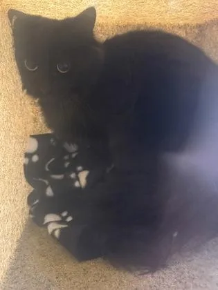 An adult medium-sized unknown Domestic Medium Hair cat named Ash for adoption in Missoula, MT