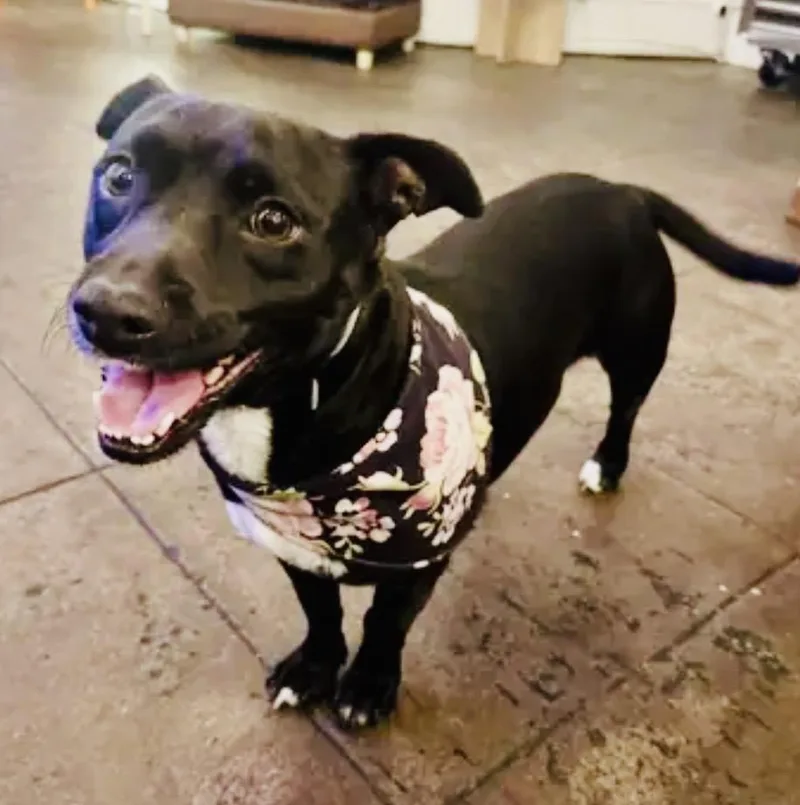 An adult small-sized female Dachshund dog named Oreo for adoption in Torrance, CA