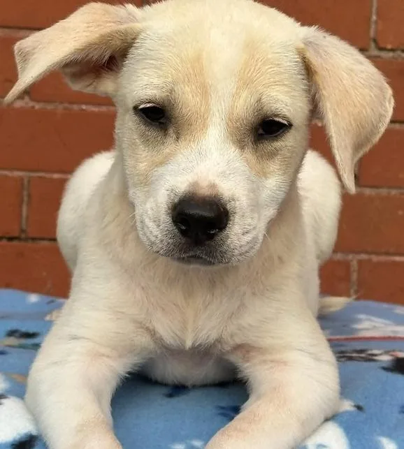 A baby medium-sized male Mixed Breed dog named Arch for adoption in Groveland, MA