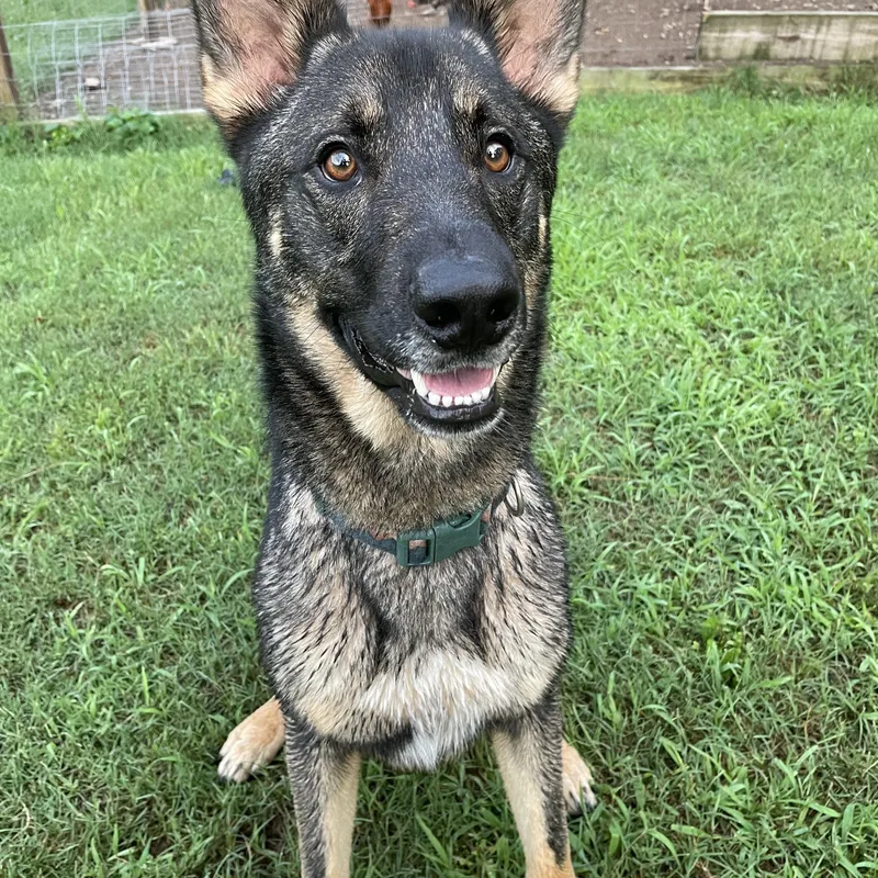 Odin