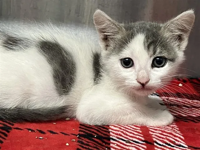 A baby small-sized female Domestic Short Hair cat named Samantha for adoption in Tustin, CA