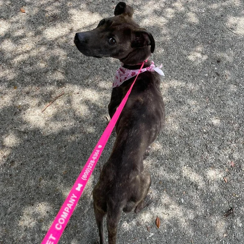 Delilah