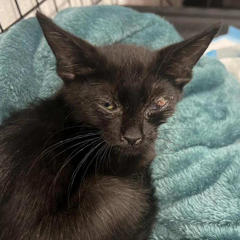 An adult medium-sized male Domestic Short Hair cat named Dobby for adoption in Jacksonville, OR