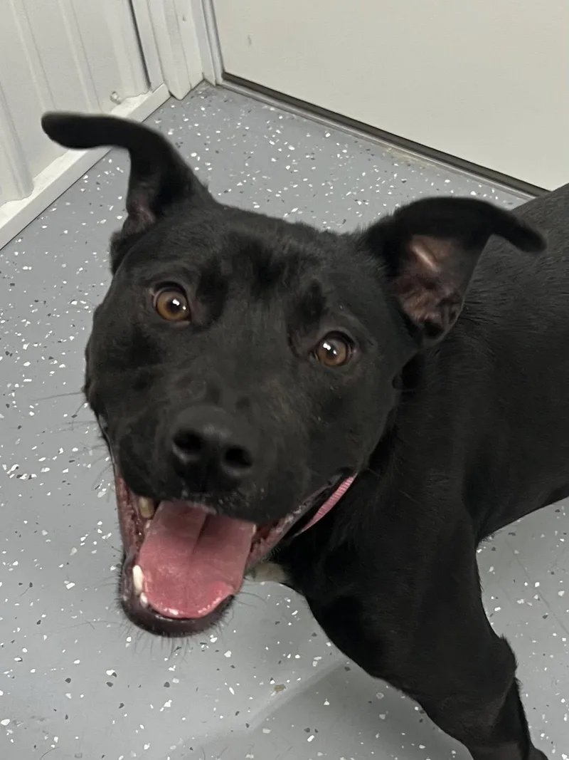 An adult medium-sized female Mixed Breed dog named Paisley for adoption in Davenport, IA