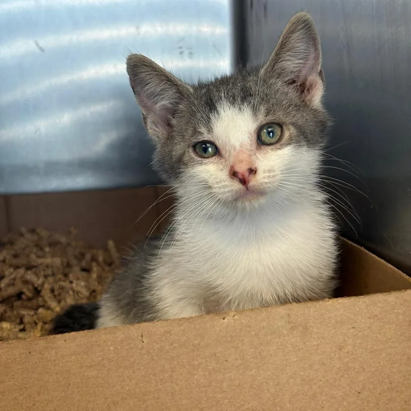 A baby small-sized female Gray / Blue / Silver Domestic Short Hair cat named Izzy for adoption in Newark, NJ