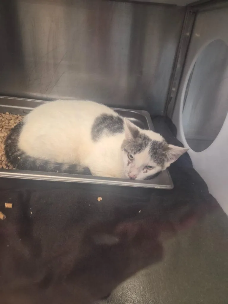 A baby small-sized female Domestic Short Hair cat named Coffee for adoption in Rome, GA
