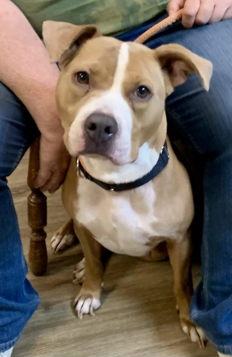 A young medium-sized female Yellow / Tan / Blond / Fawn Mixed Breed dog named Dahlia for adoption in McKeesport, PA