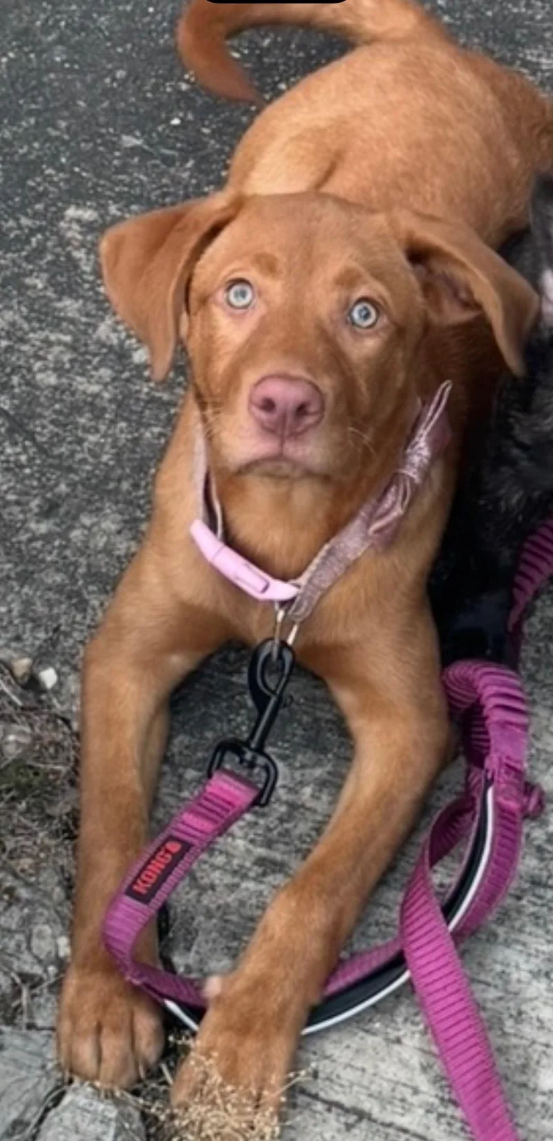 A young medium-sized female Red / Chestnut / Orange Vizsla dog named Miracle for adoption in New Orleans, LA