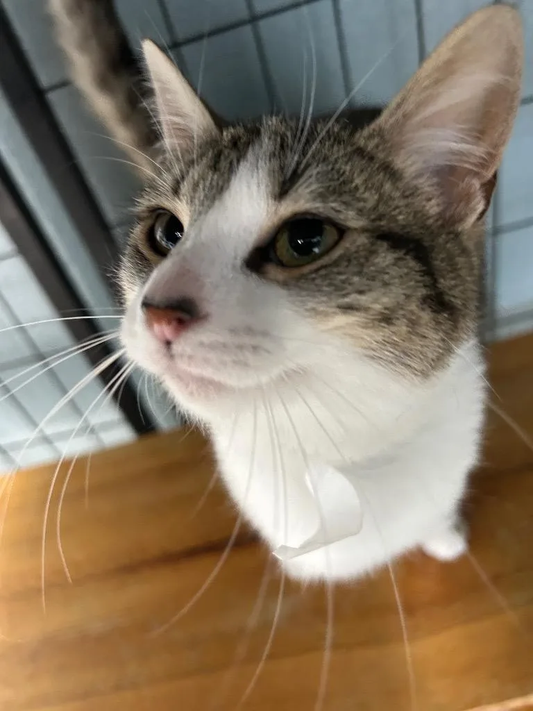 A young large-sized female Tabby (Brown / Chocolate) Domestic Short Hair cat named Thyme for adoption in Bryan, OH