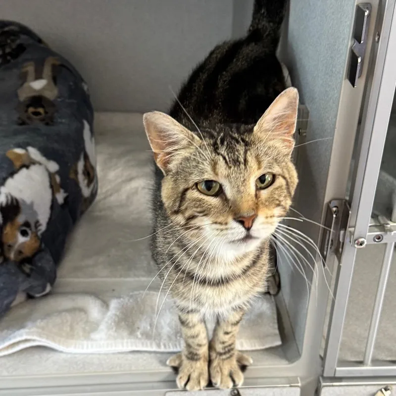 A senior medium-sized male Brown / Chocolate Domestic Short Hair cat named Koah for adoption in Milford, IA