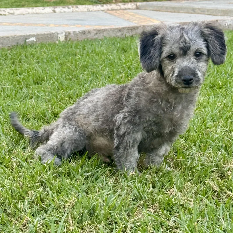 A baby small-sized male Gray / Blue / Silver Maltipoo dog named Sienna for adoption in Manvel, TX