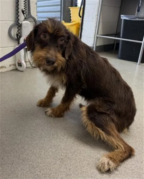 An adult large-sized female Airedale Terrier dog named Makenna for adoption in San Bernardino, CA