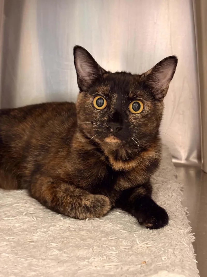 A young small-sized female Tortoiseshell Domestic Short Hair cat named Cocoa Puff for adoption in Paris, ME