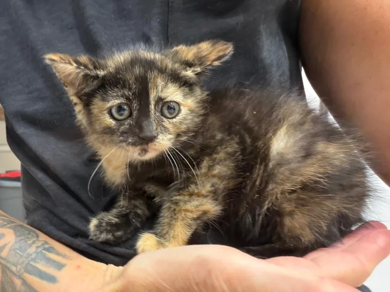 A baby small-sized female Domestic Short Hair cat named Sizzle for adoption in Glenfield, NY