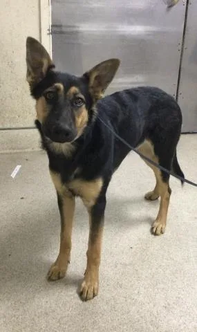A young small-sized male German Shepherd Dog dog named Dexter for adoption in Riverside, CA