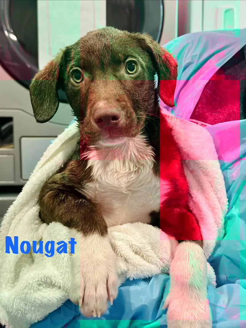 A baby medium-sized male Mixed Breed dog named Nougat for adoption in Rock Hill, NY