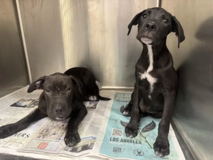 A baby medium-sized male Pit Bull Terrier dog named Henry for adoption in Los Angeles, CA