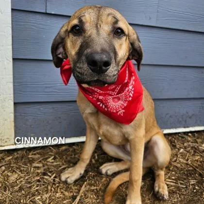 A young medium-sized female Mixed Breed dog named Cinnamon Toast Crunch for adoption in Sevierville, TN