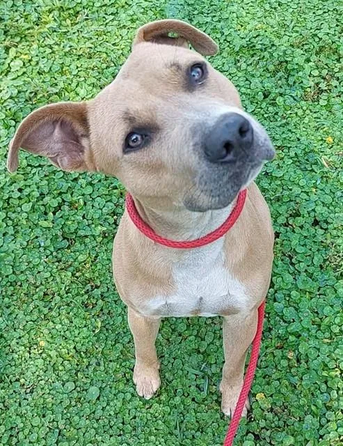 A young medium-sized male American Staffordshire Terrier dog named Milo for adoption in Fort Lauderdale, FL