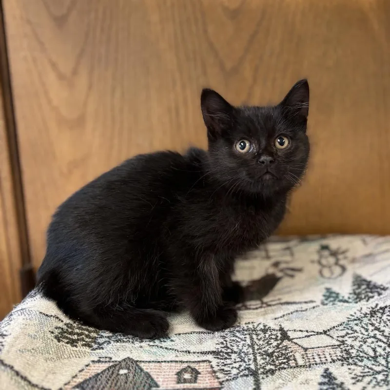 A baby small-sized female Black Domestic Short Hair cat named Lento for adoption in Fargo, ND