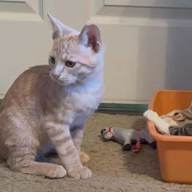 A baby small-sized male Buff / Tan / Fawn Domestic Short Hair cat named Felix for adoption in Willows, CA