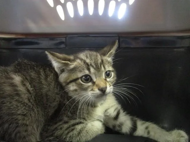 A baby small-sized male Domestic Short Hair cat named Nutmeg for adoption in Ocala, FL