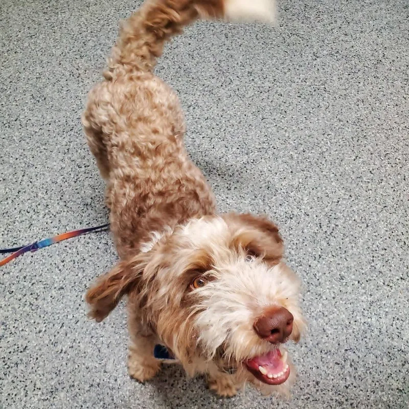 An adult small-sized male Poodle dog named Rufus for adoption in Mondovi, WI