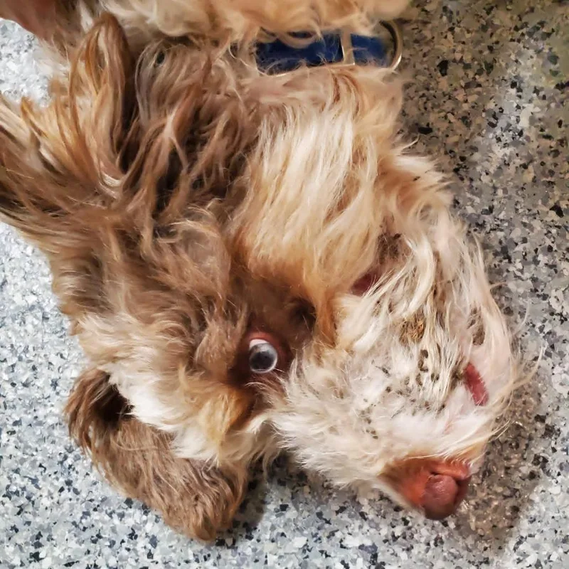 Rufus thumbnail 2