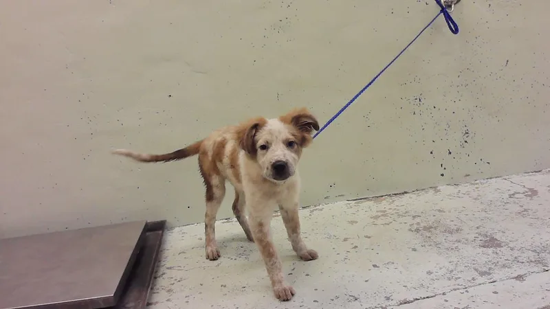 A baby small-sized male Chow Chow dog named Peter for adoption in Houston, TX