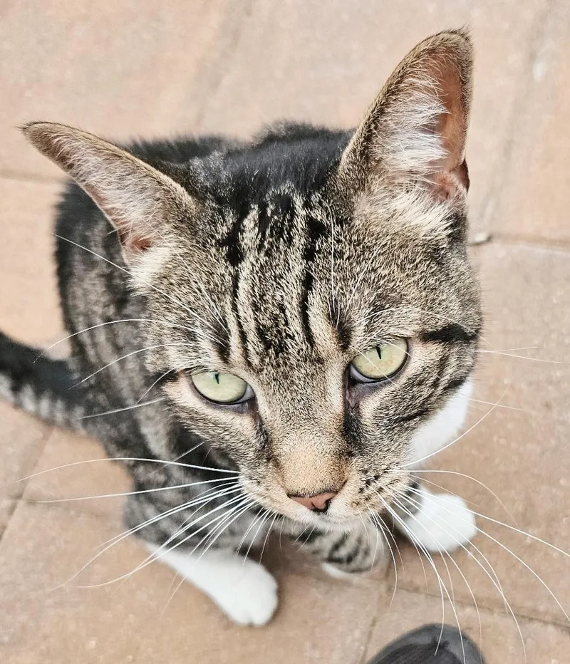 A senior large-sized male Tabby (Brown / Chocolate) Tabby cat named Gibbs for adoption in Philadelphia, PA