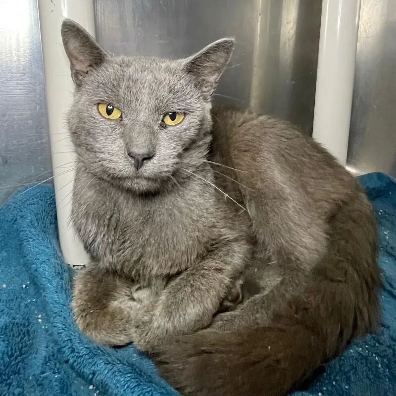An adult medium-sized male Domestic Short Hair cat named Logan for adoption in Roanoke, VA