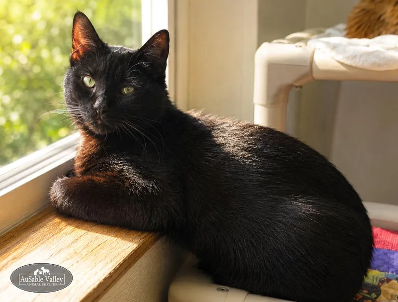 An adult medium-sized male Black Domestic Short Hair cat named Fred for adoption in Grayling, MI