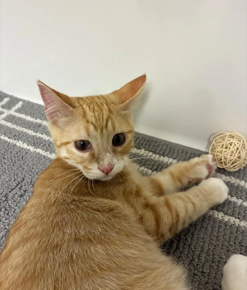 A baby medium-sized male Domestic Short Hair cat named Zuko for adoption in Elmsford, NY