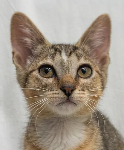 A baby small-sized female Tabby (Brown / Chocolate) Domestic Short Hair cat named Opal for adoption in Encinitas, CA