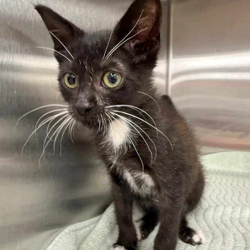 A baby small-sized male Black Domestic Short Hair cat named Zephyr for adoption in Jupiter, FL