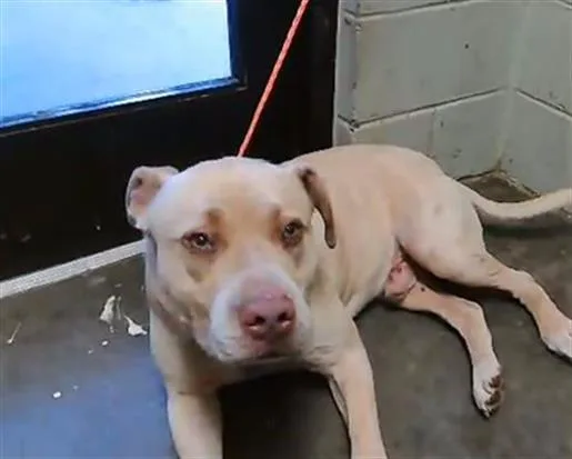 An adult large-sized male Pit Bull Terrier dog named Charlie for adoption in Tulsa, OK