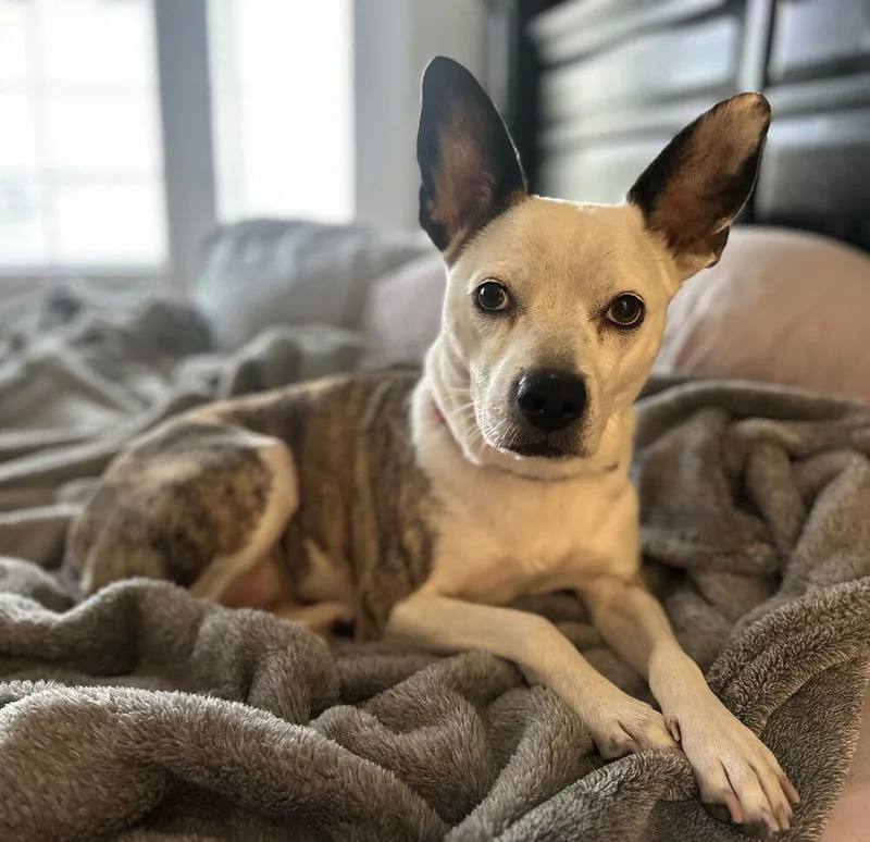 An adult medium-sized female Brindle Parson Russell Terrier dog named Athena for adoption in Herriman, UT
