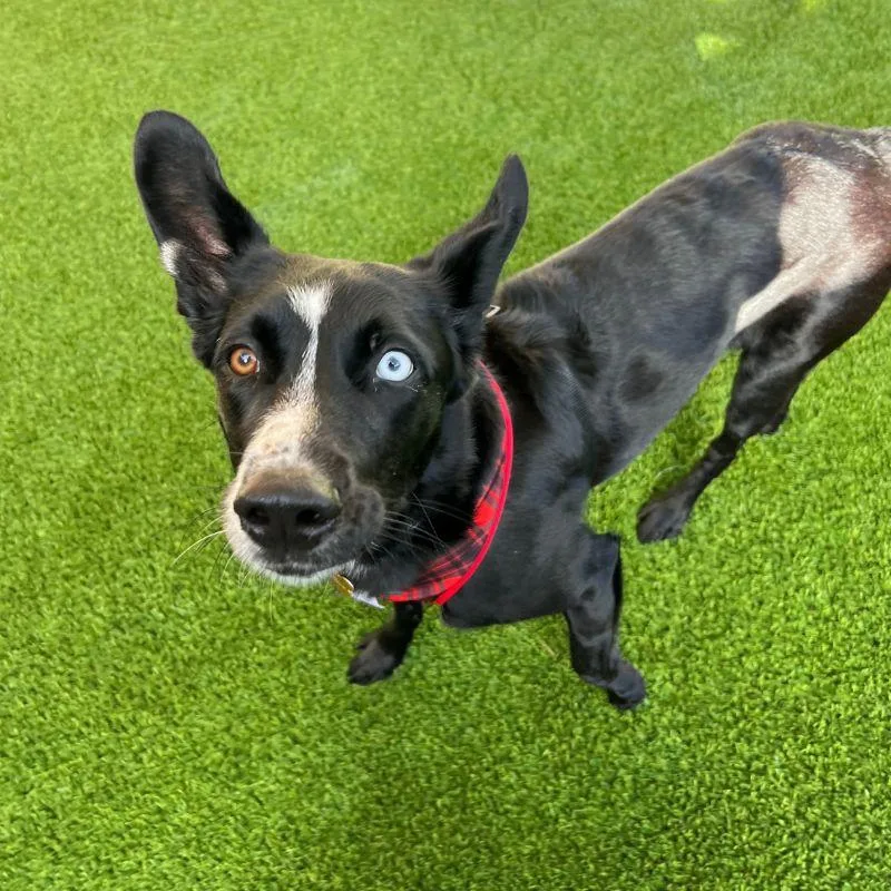 A young medium-sized female Border Collie dog named Lolli for adoption in Jackson, WY