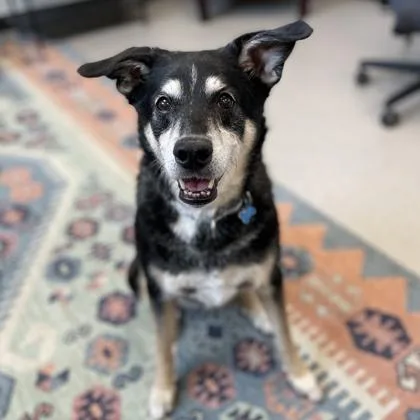 A senior medium-sized male Mixed Breed dog named Charlie for adoption in Wheaton, IL