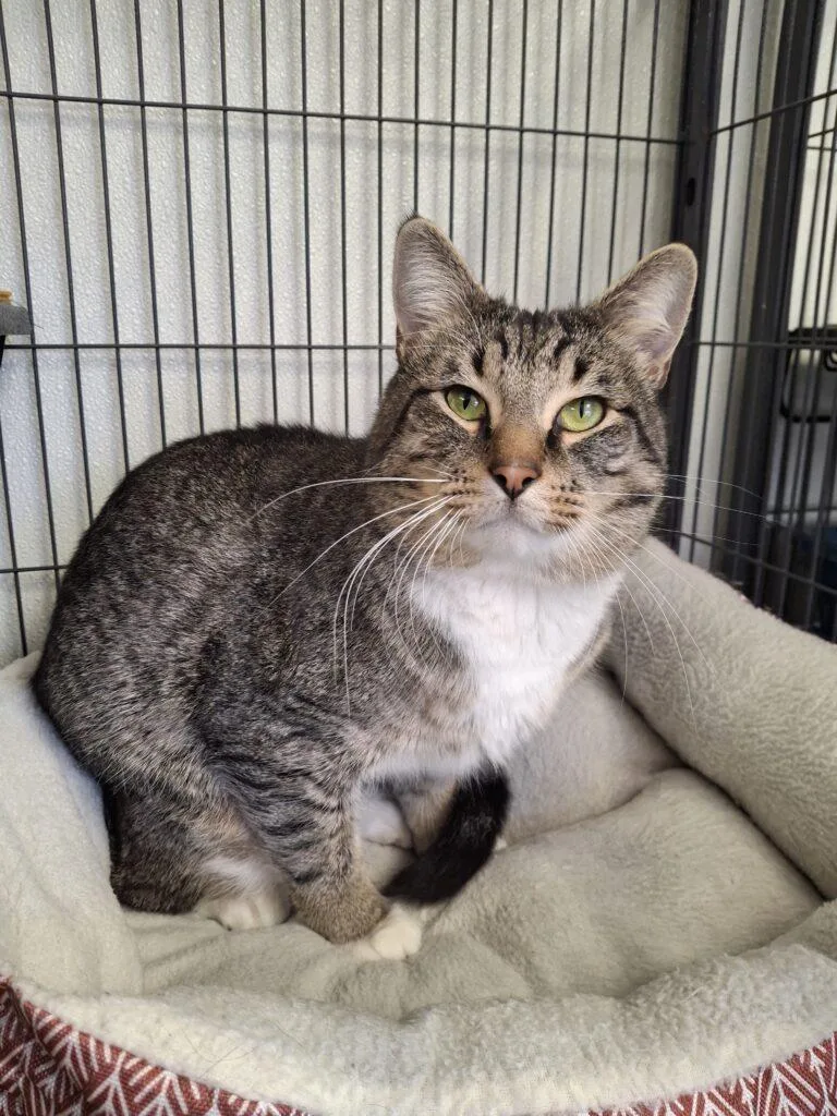 An adult medium-sized male Domestic Short Hair cat named Twister for adoption in Ironwood, MI