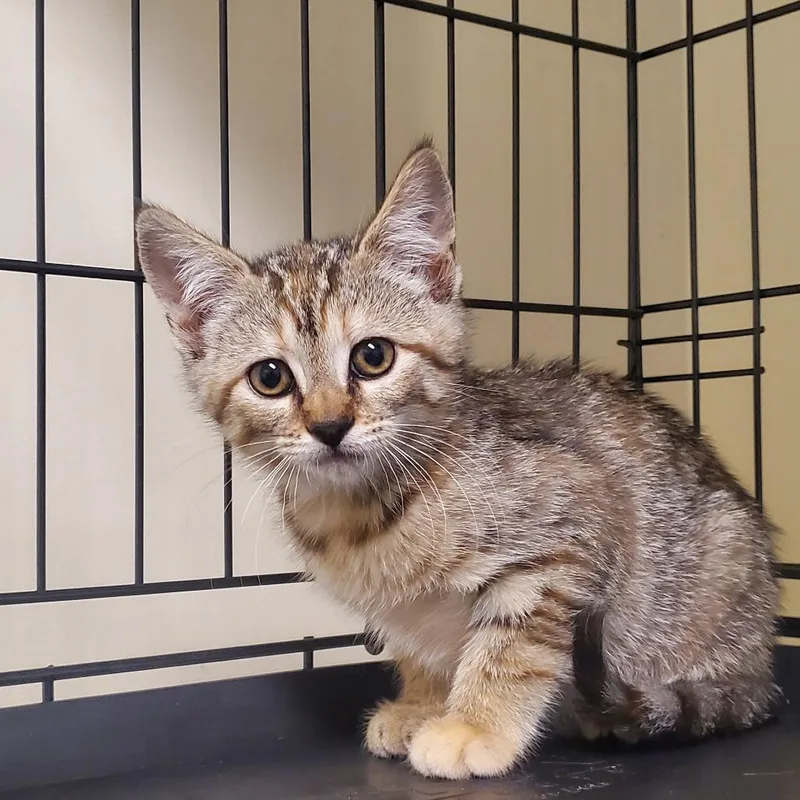 A baby small-sized female Gray / Blue / Silver Domestic Short Hair cat named Mirri for adoption in Novelty, OH