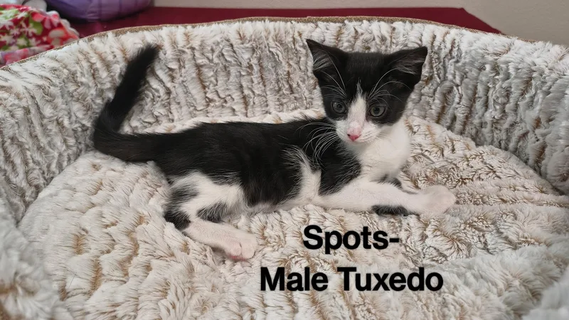 A baby medium-sized male Black & White / Tuxedo Domestic Short Hair cat named Spots for adoption in Brentwood, CA
